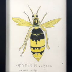 Schilderij Vesulpa  vulgaris