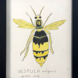 Schilderij Vesulpa vulgaris